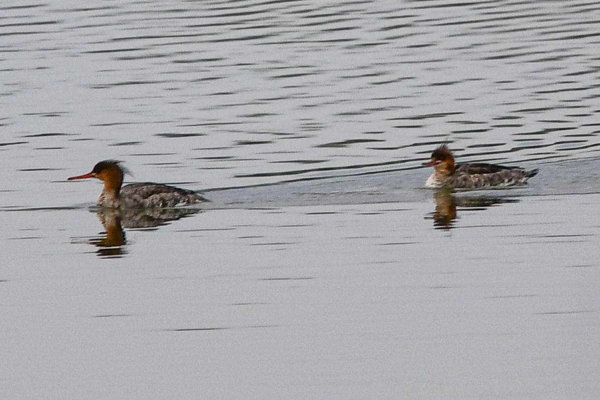 Red-breasted Merganser - Christine Kozlosky