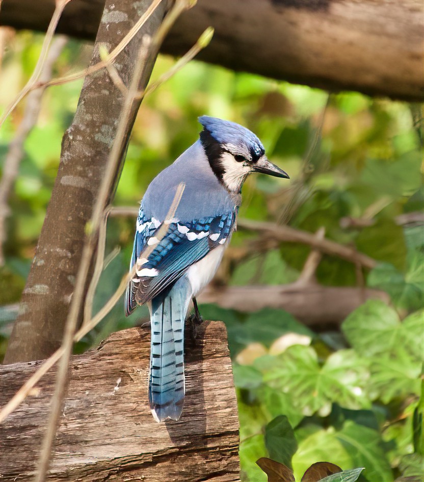 Blue Jay - ML320061921