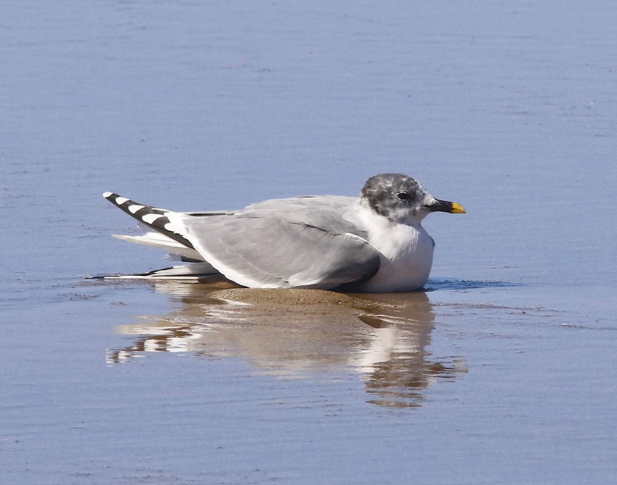 Sabine's Gull - ML320062061