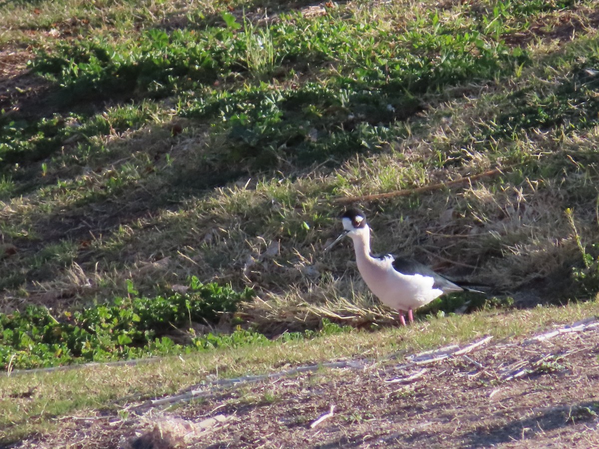 Black-necked Stilt - ML320062961