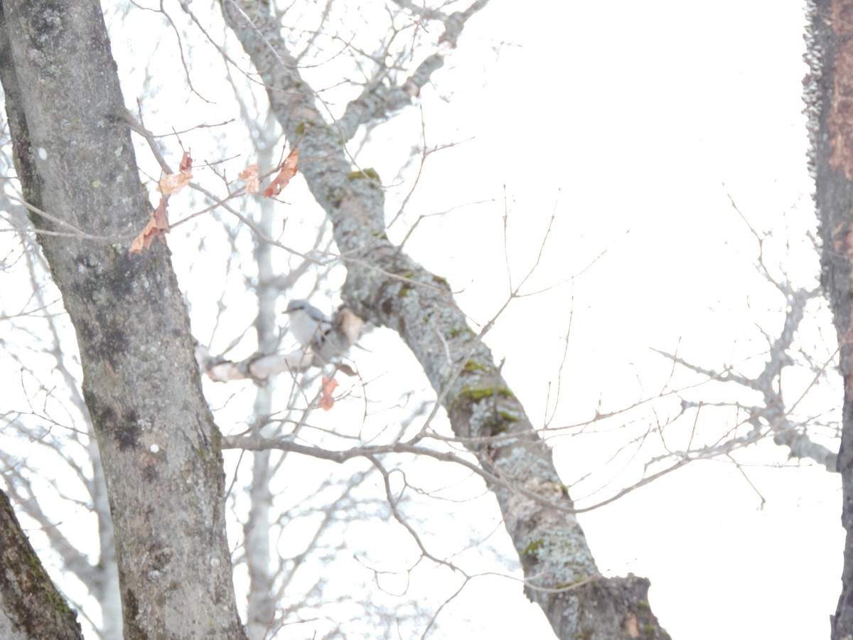 Northern Shrike - ML320063571