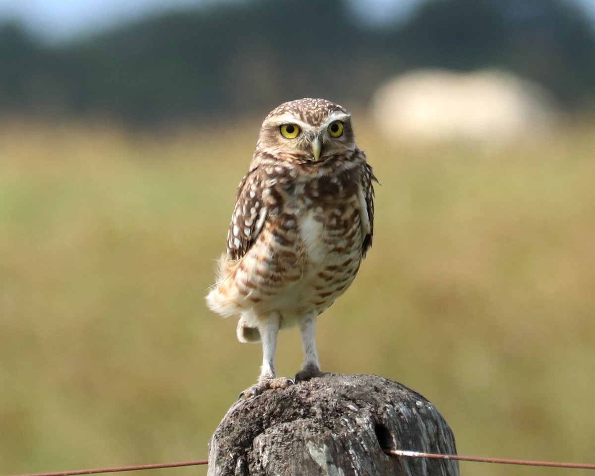 Burrowing Owl - Ricardo Battistino