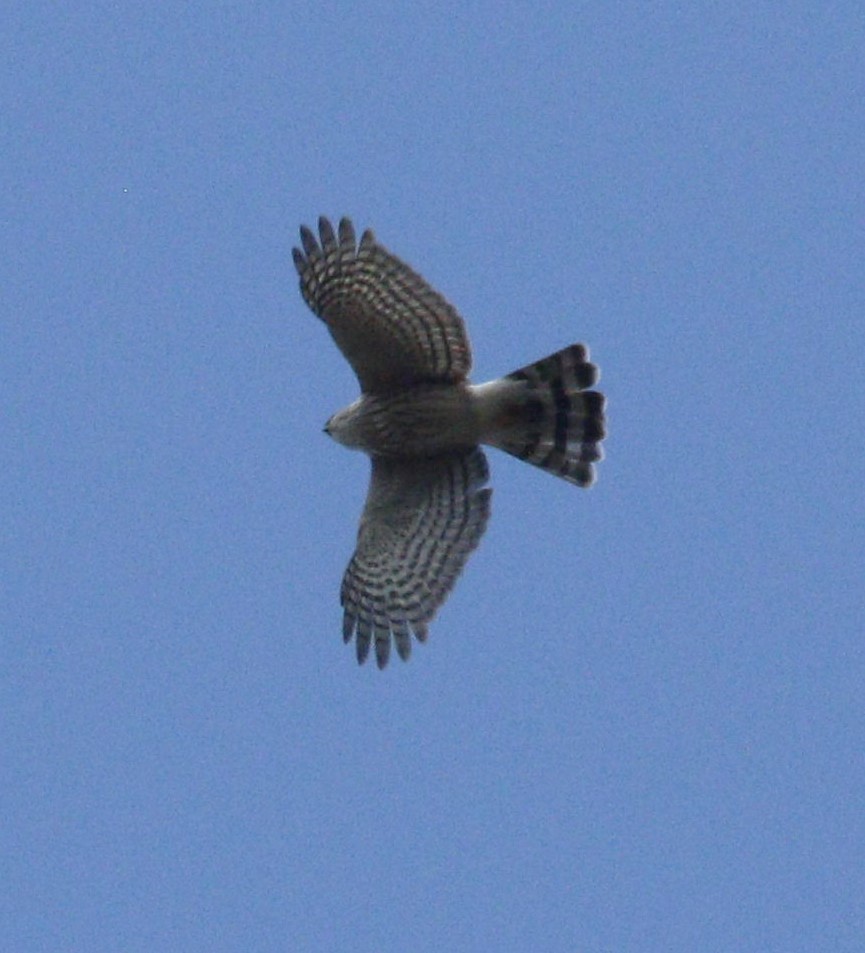 Sharp-shinned Hawk - ML320067301