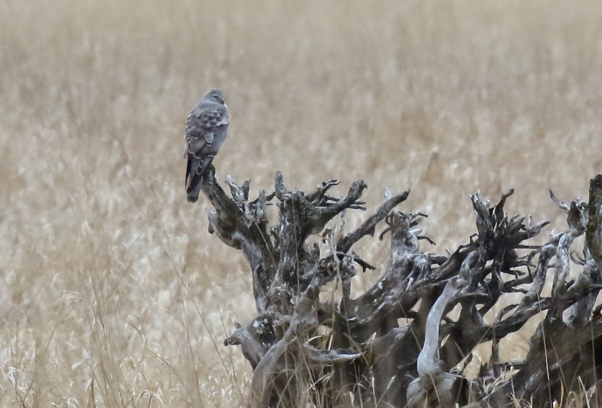 Northern Harrier - ML320067721