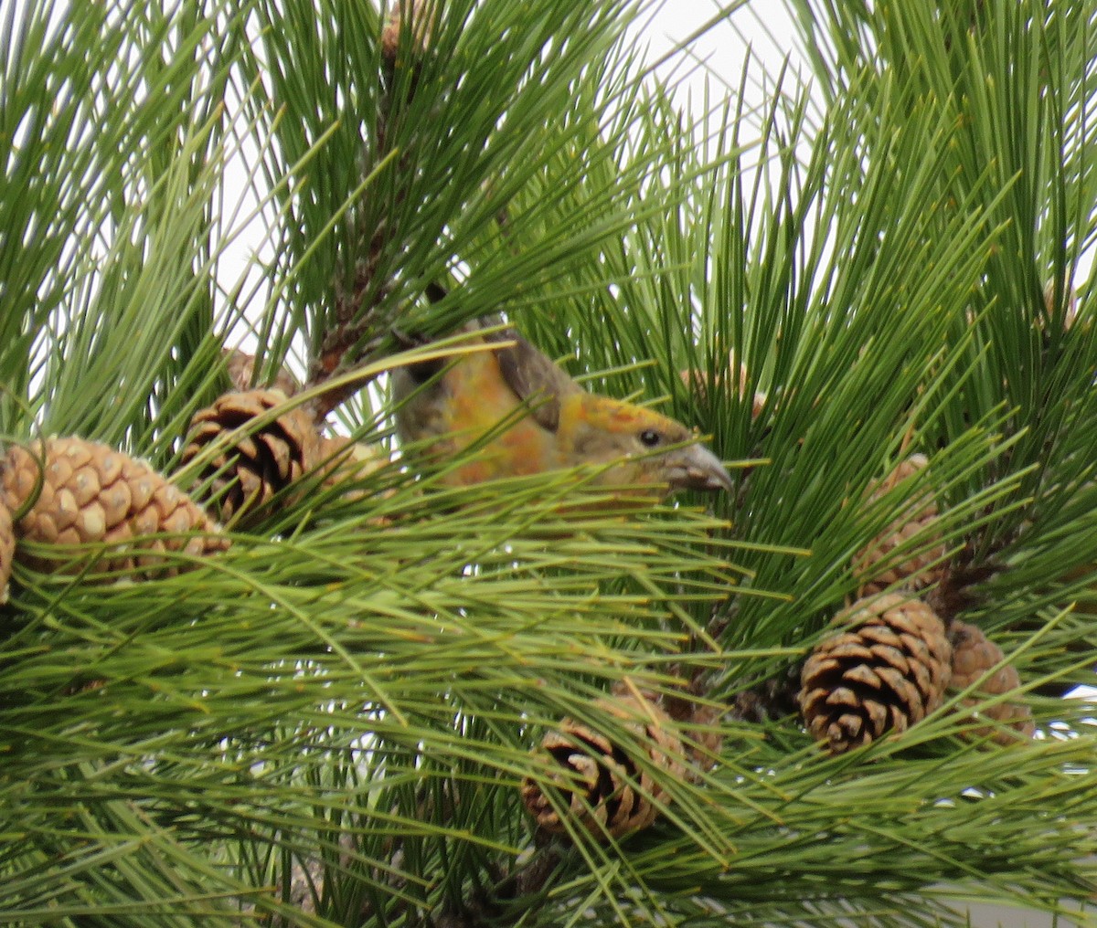 Red Crossbill - ML320068061