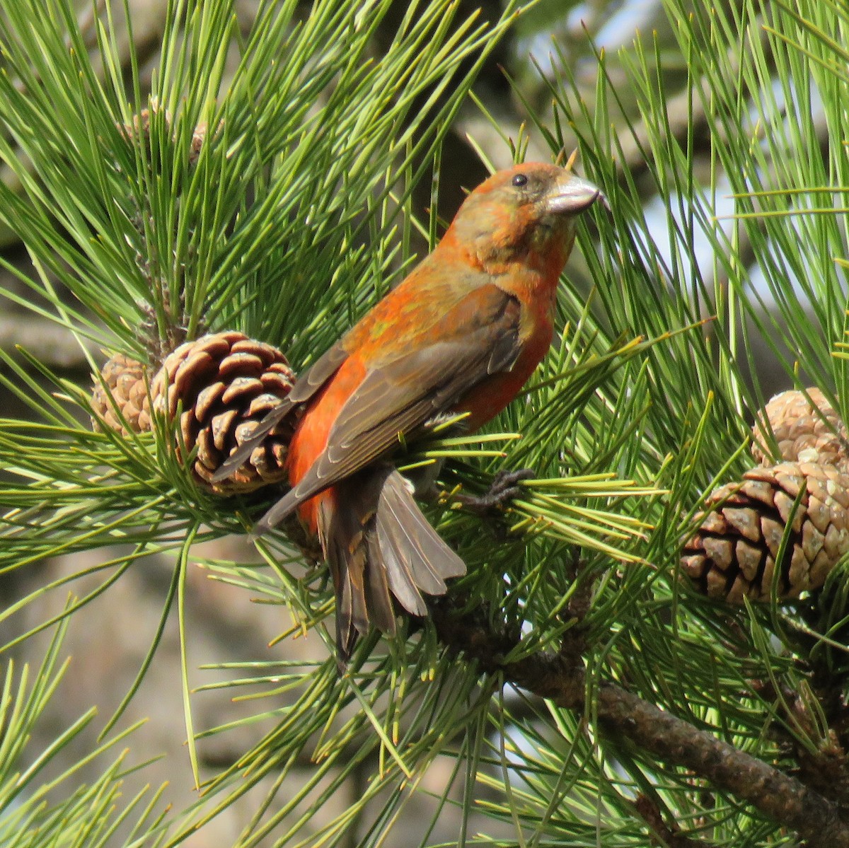 Red Crossbill - ML320068071