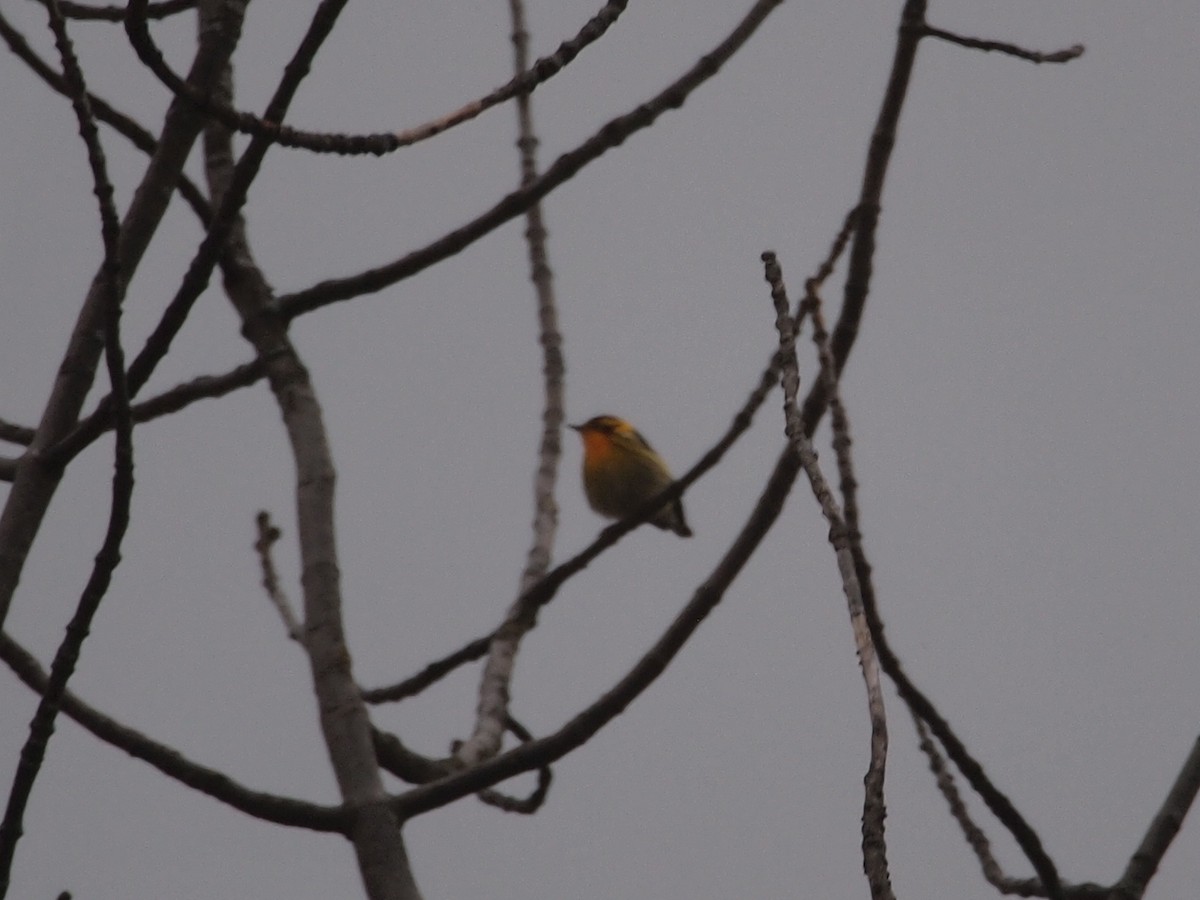 Blackburnian Warbler - ML32007131