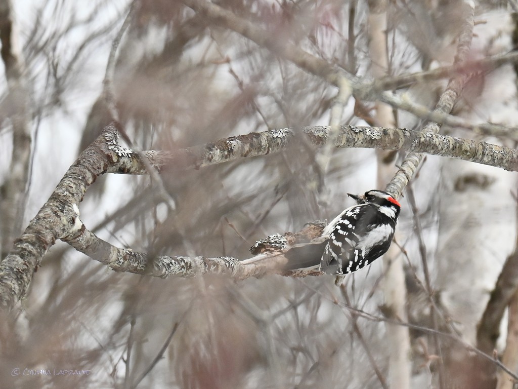 Downy Woodpecker - ML320071581