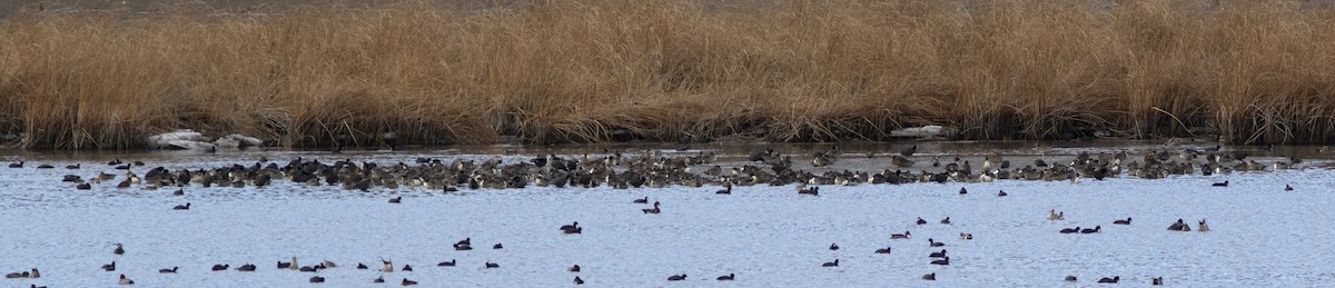 Northern Pintail - ML320071731