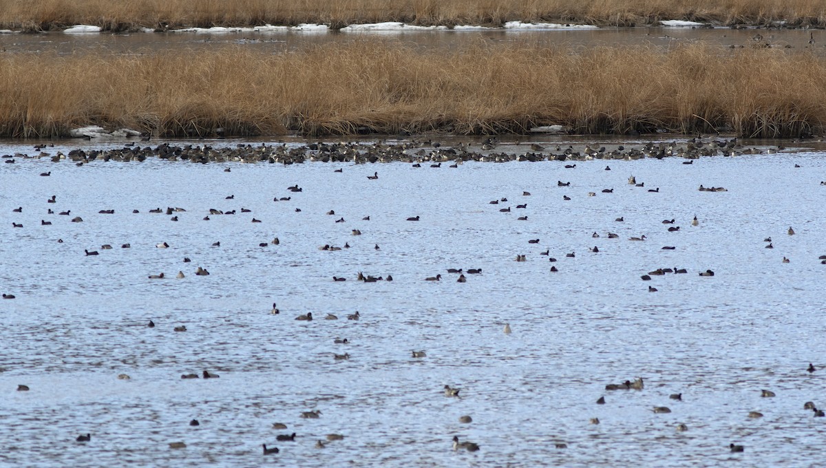 Northern Pintail - ML320071881