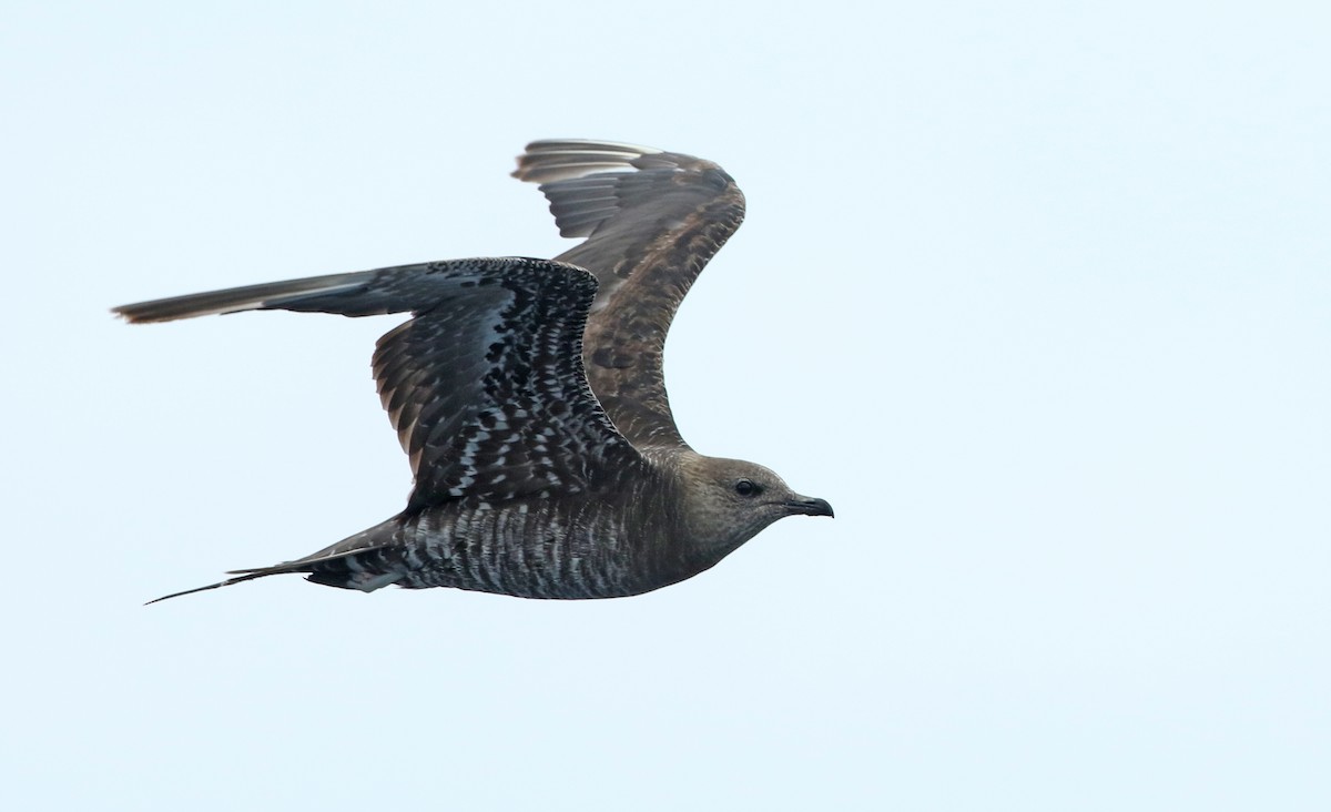 Long-tailed Jaeger - ML32007311