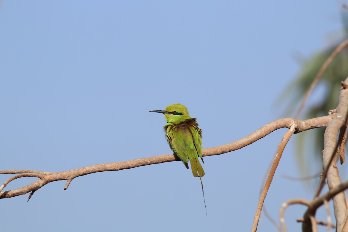 African Green Bee-eater - ML32007351