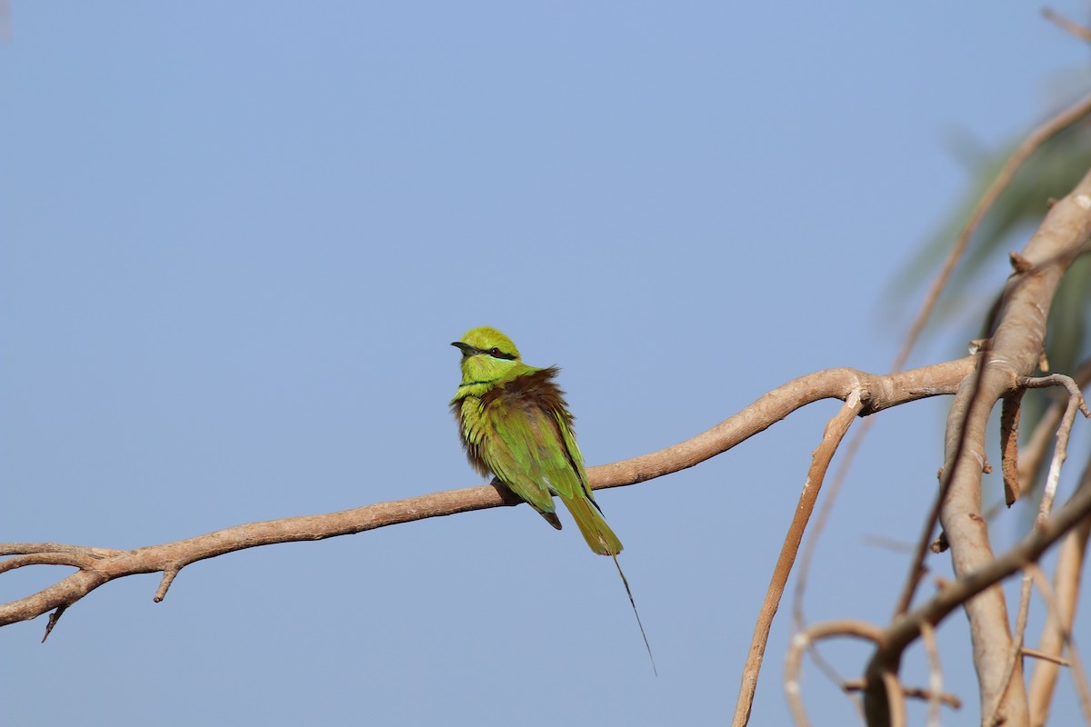 African Green Bee-eater - ML32007361