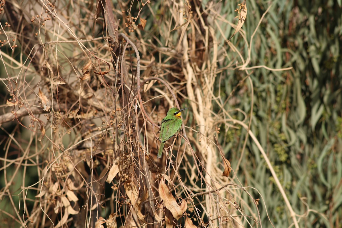 Little Bee-eater - ML32007371
