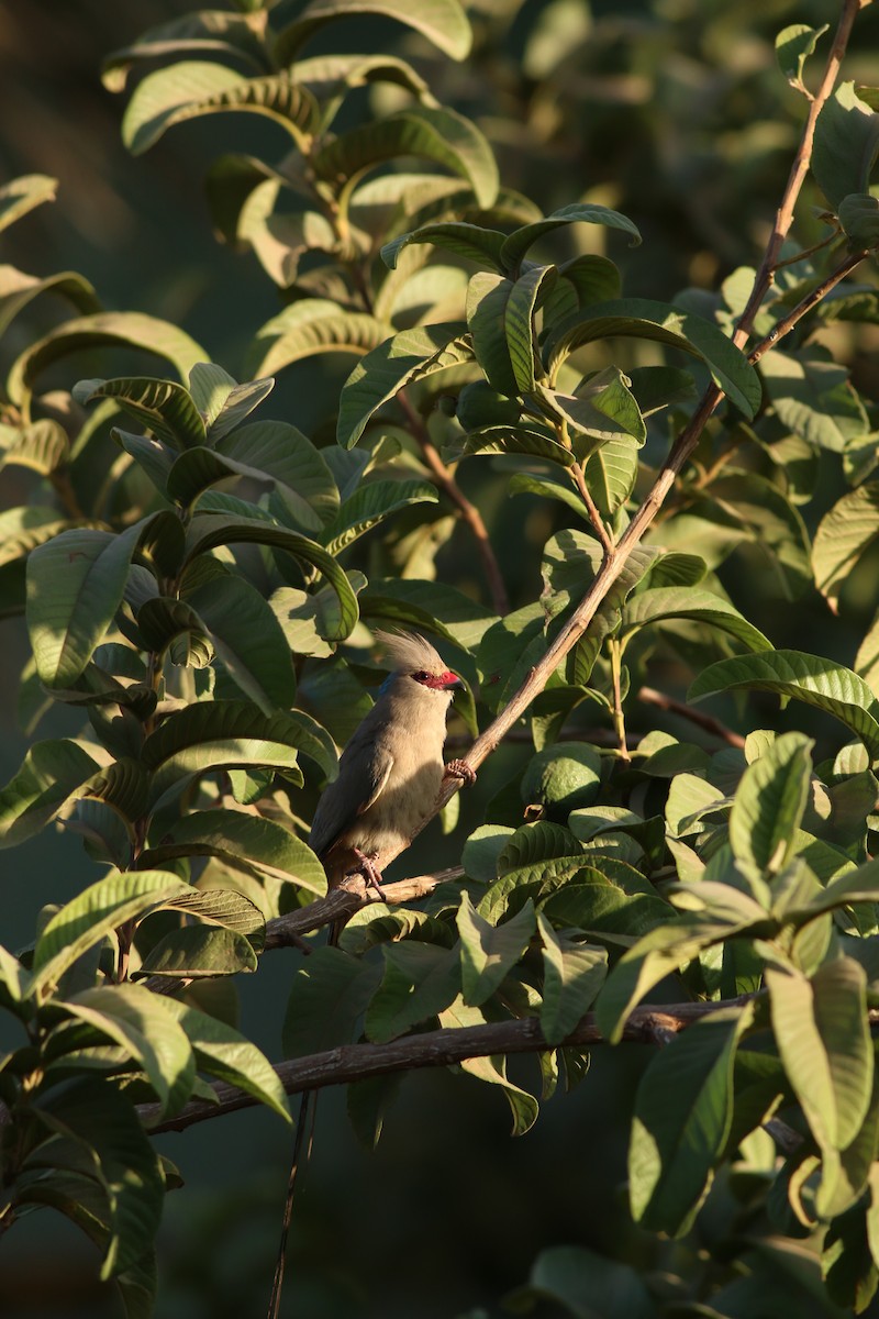 Blue-naped Mousebird - ML32007441