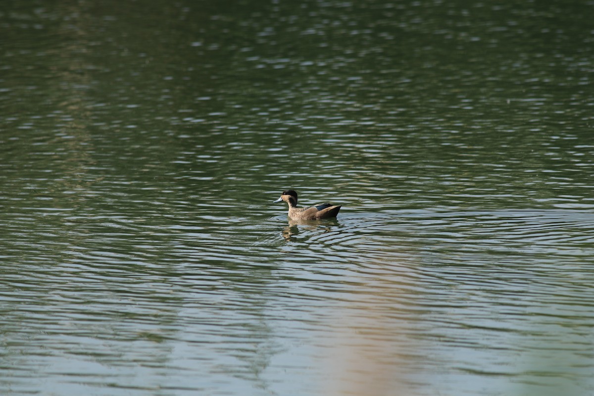 Blue-billed Teal - ML32007491
