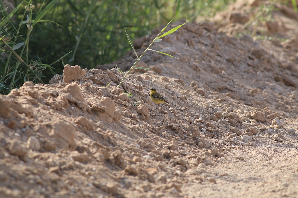 Western Yellow Wagtail (feldegg) - ML32007521