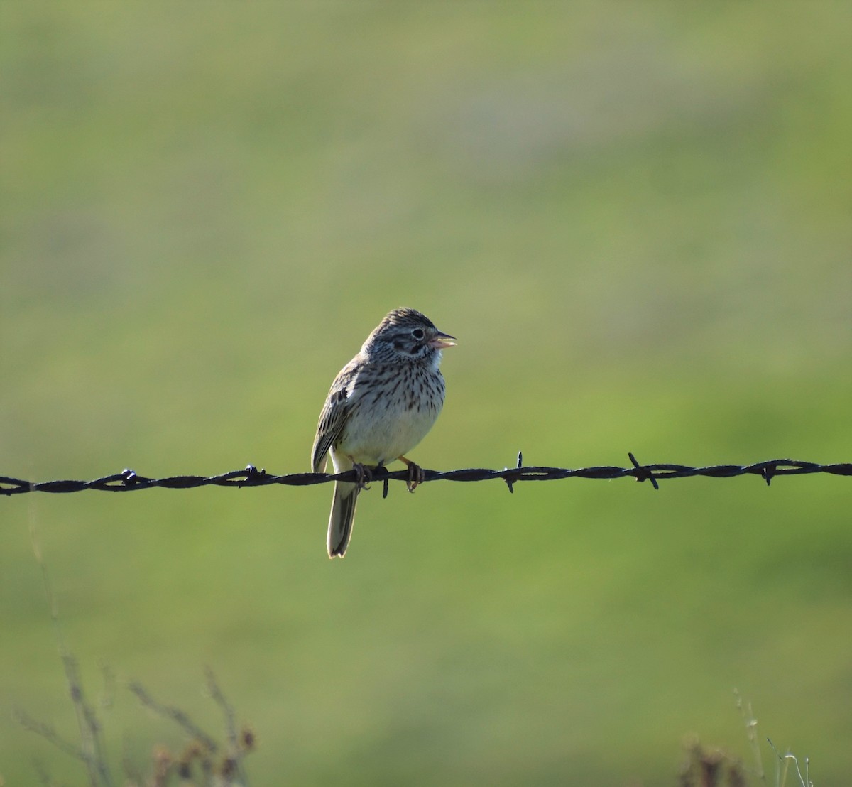 Vesper Sparrow - Gavin Stacey