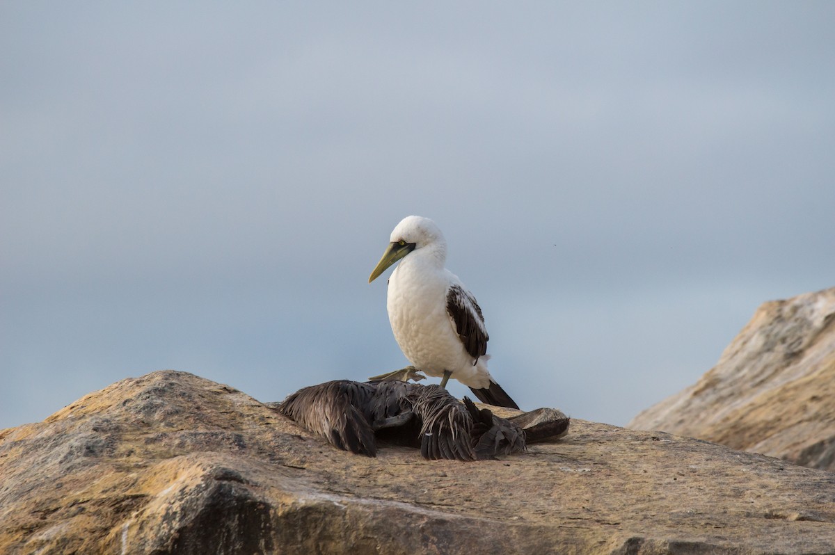 Masked Booby - ML320078561