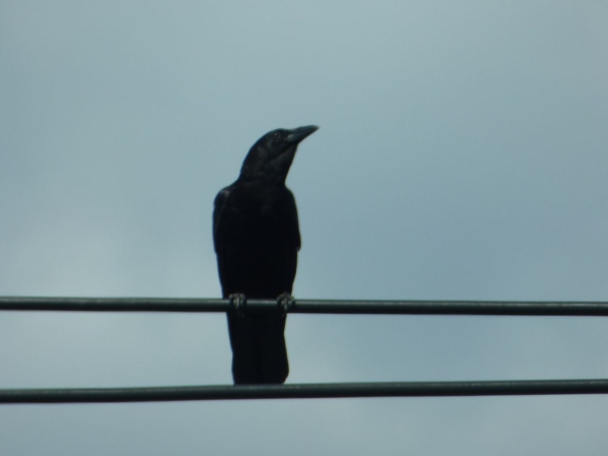 American Crow - Mary  McMahon