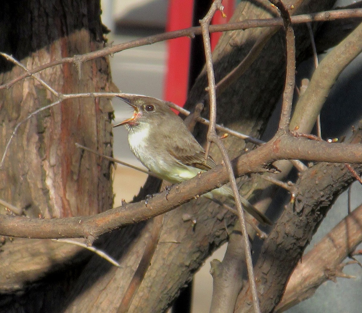 Eastern Phoebe - ML320086231