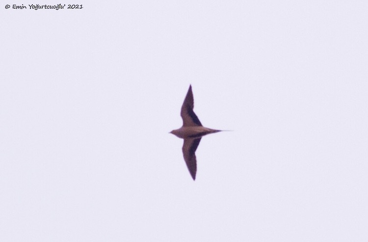 Spotted Sandgrouse - ML320087831