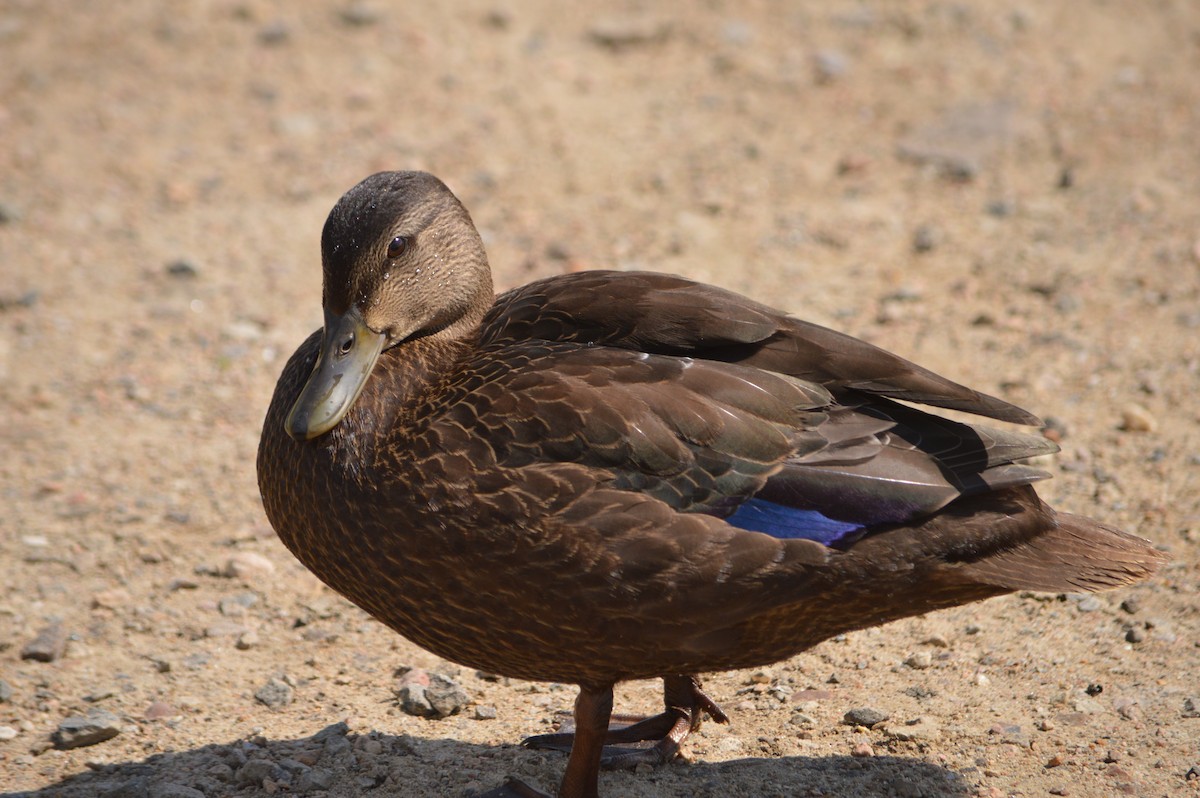 American Black Duck - ML32008801