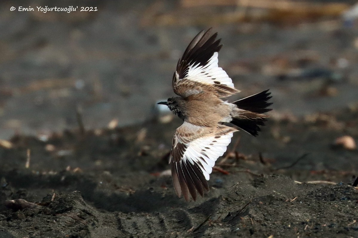 Greater Hoopoe-Lark - ML320088041