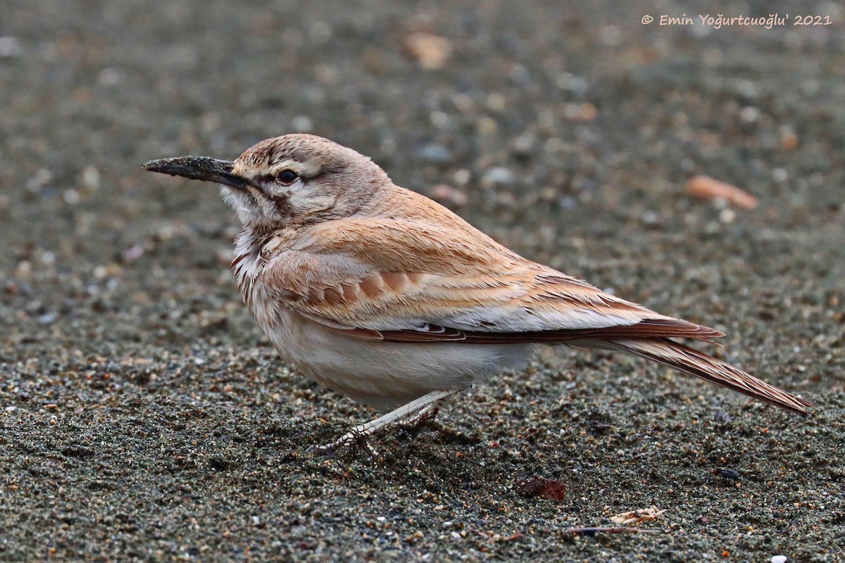 Greater Hoopoe-Lark - ML320088101