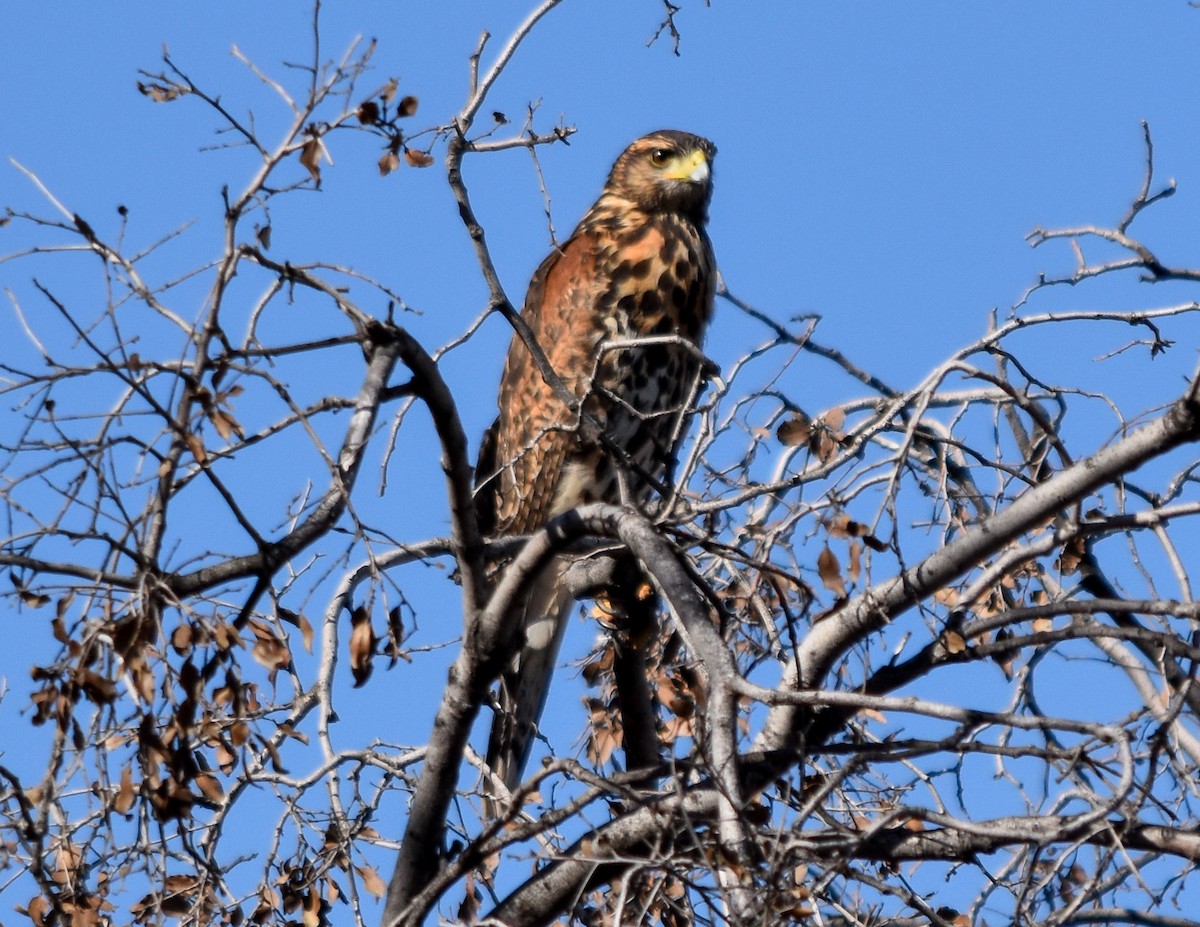 Harris's Hawk - ML320088131