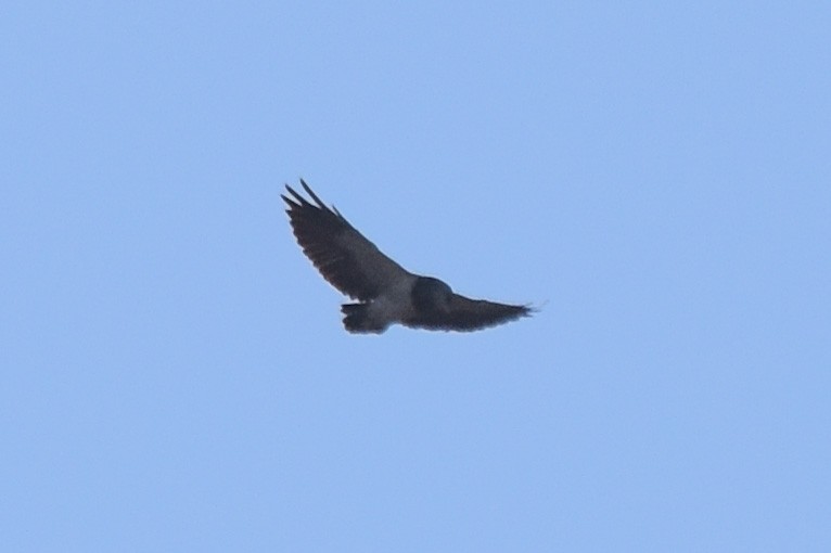 Black-chested Buzzard-Eagle - ML320088161