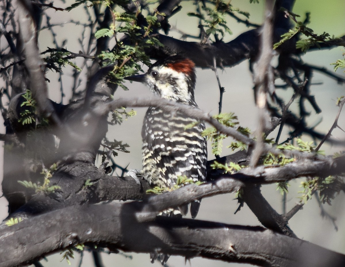 Striped Woodpecker - ML320088191