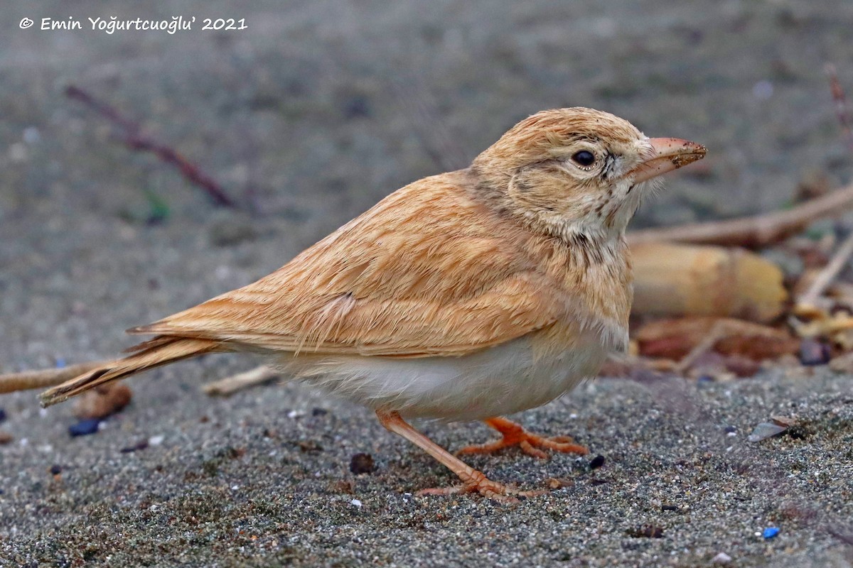 Arabian Lark - Emin Yogurtcuoglu I birddetective