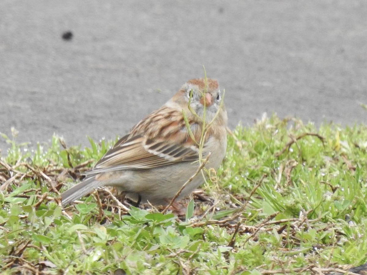 Field Sparrow - ML320089761