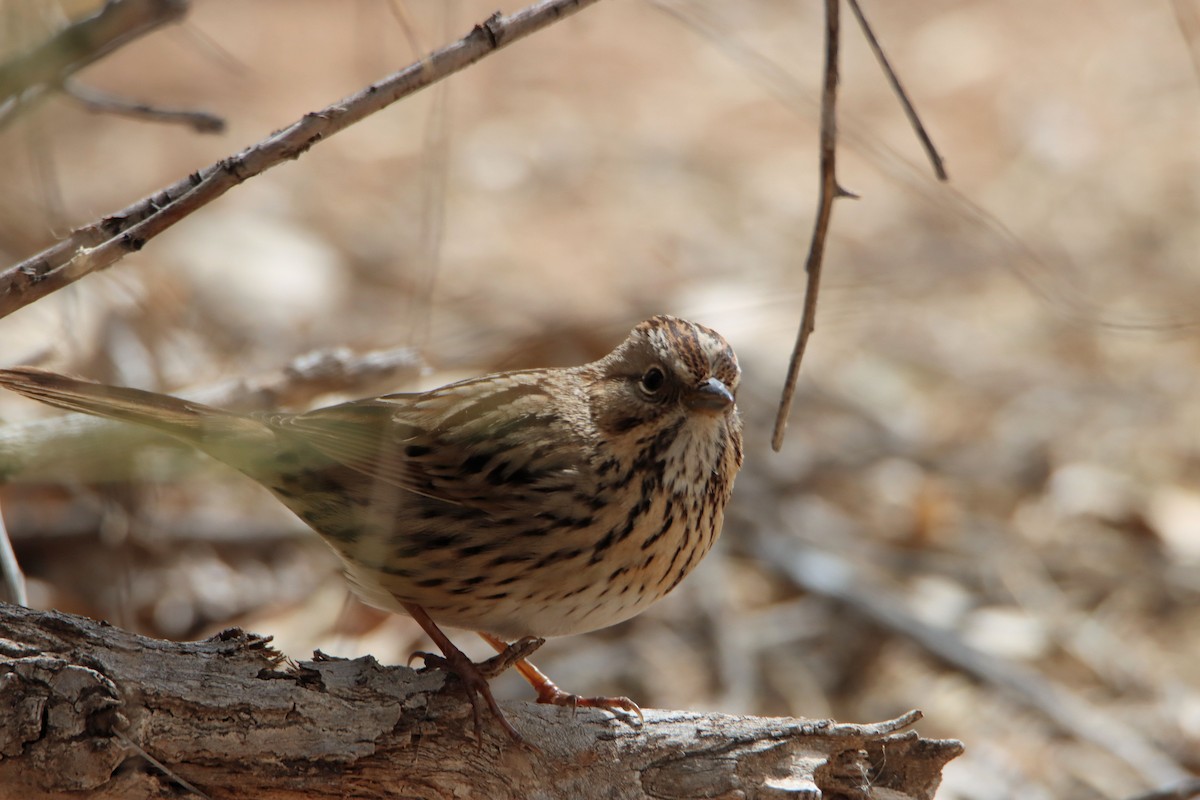 Lincoln's Sparrow - Diana Spangler