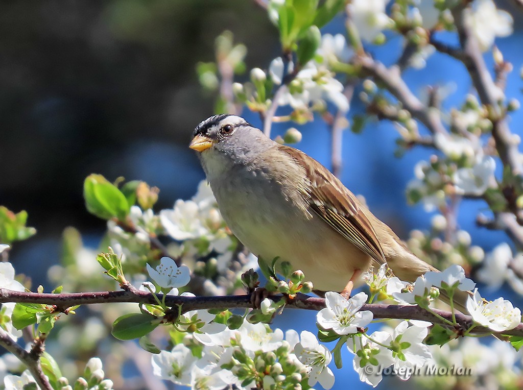 White-crowned Sparrow - Joseph Morlan