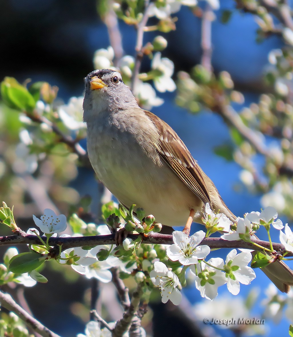 White-crowned Sparrow - Joseph Morlan