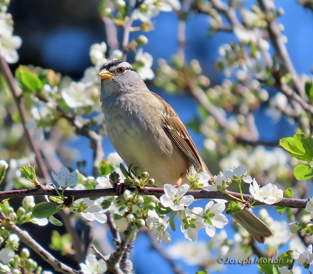 White-crowned Sparrow - Joseph Morlan