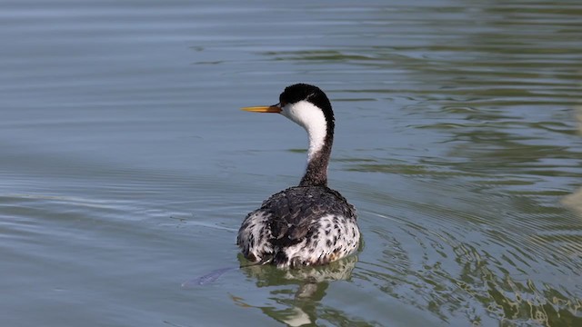 Clark's Grebe - ML320092621