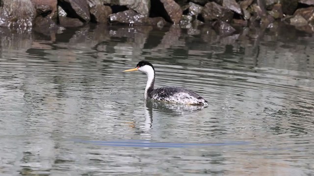 Clark's Grebe - ML320092841