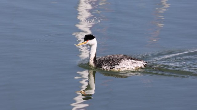 Clark's Grebe - ML320093251