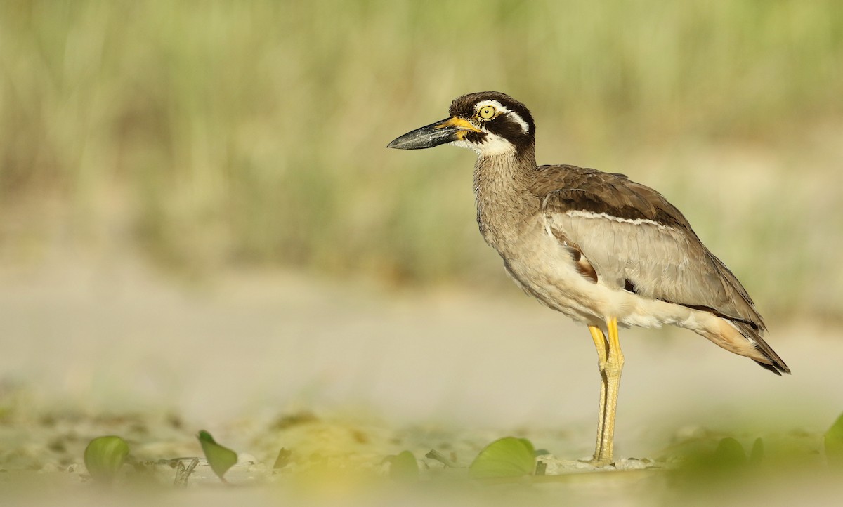 Beach Thick-knee - Luke Seitz