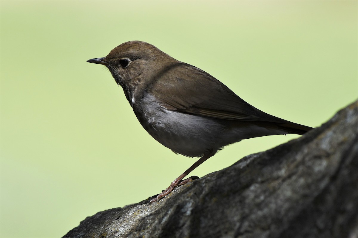 passerine sp. - ML320093921