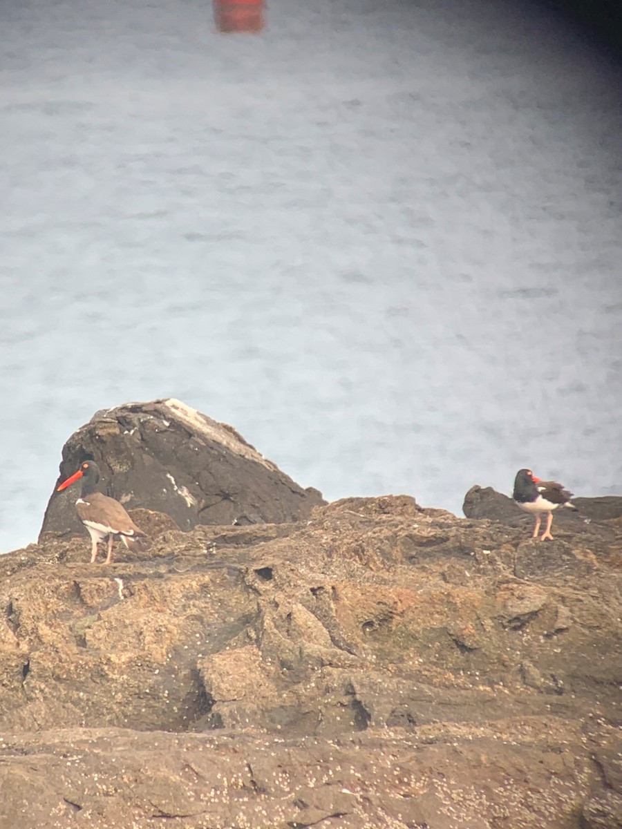 American Oystercatcher - ML320097121