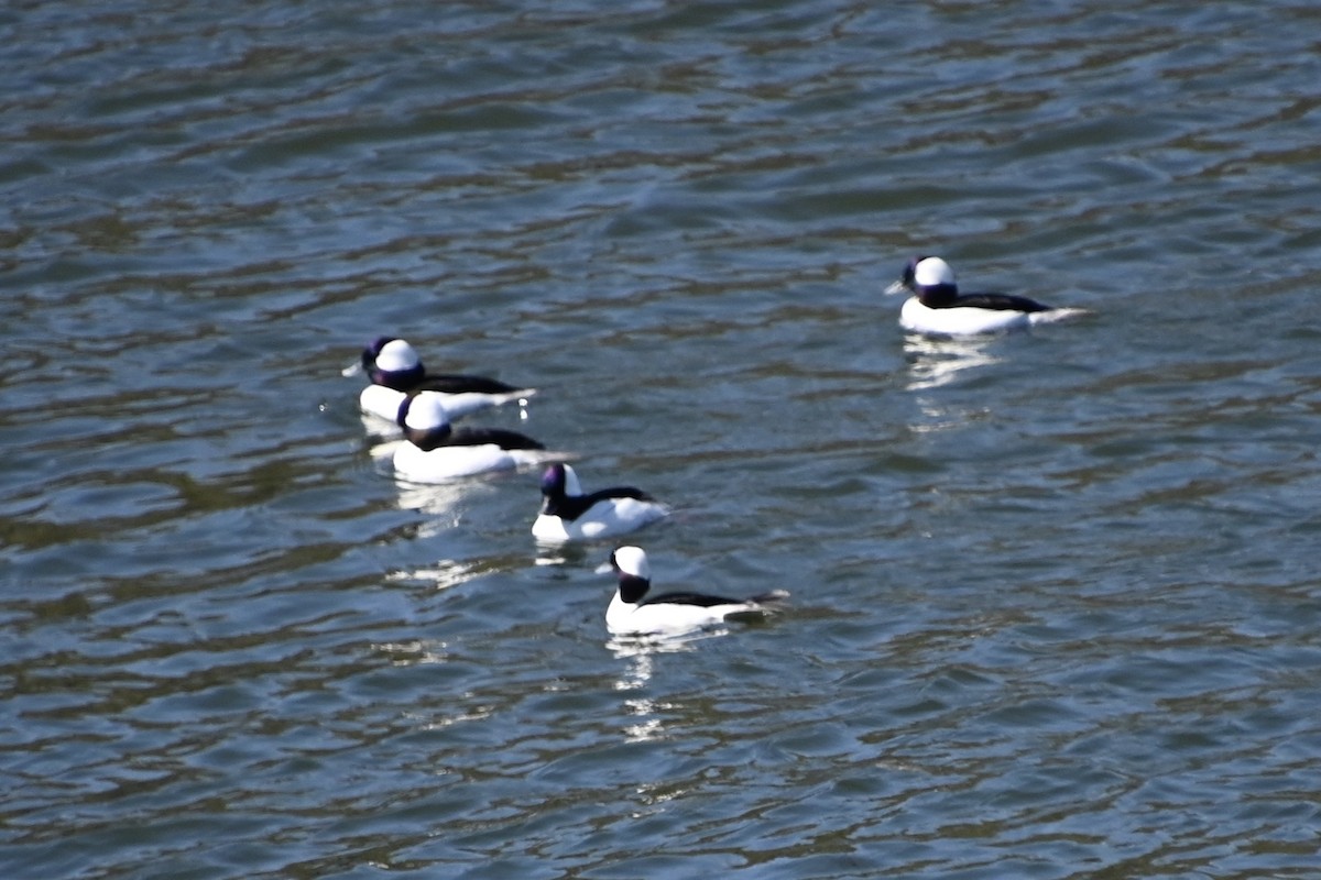 Bufflehead - ML320097521