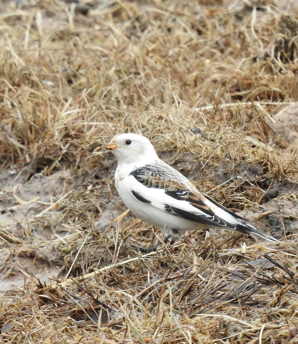 Snow Bunting - ML320099141