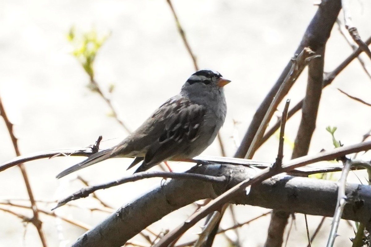 White-crowned Sparrow - Frank Severson