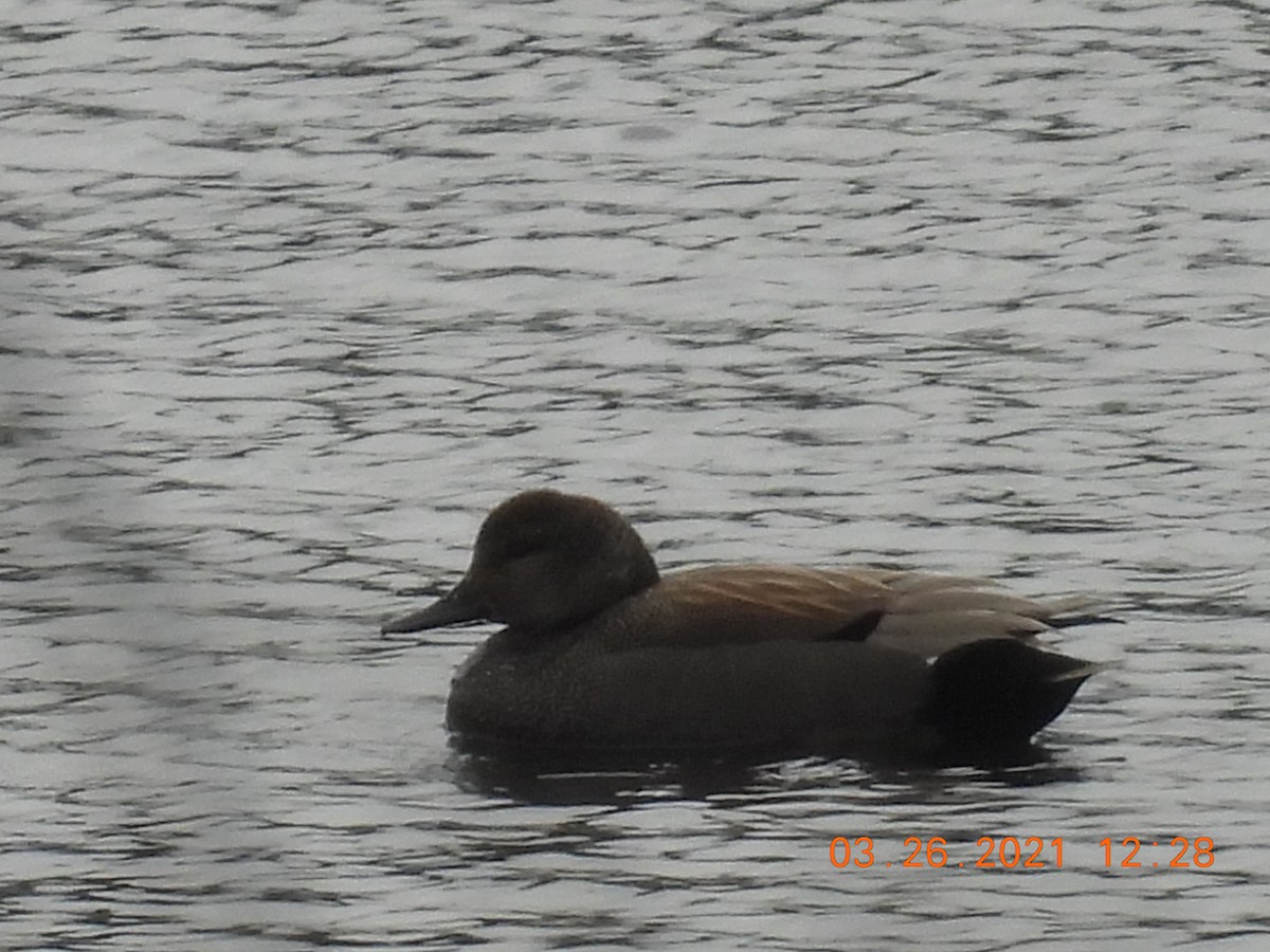 Gadwall - ML320102531