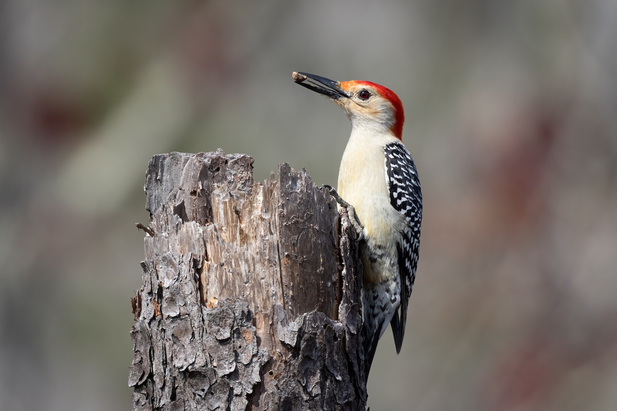 Red-bellied Woodpecker - ML320103341