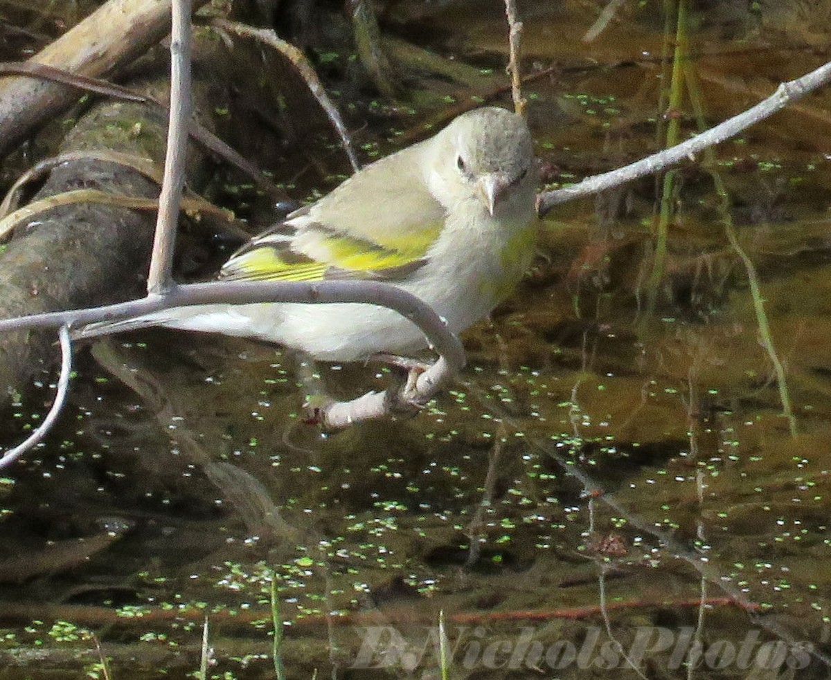 カオグロキンヒワ - ML320103971